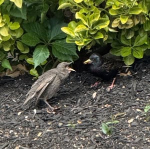 Starling Love