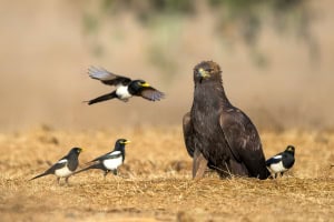 How Big is a Golden Eagle