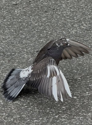 My Wings My Tail