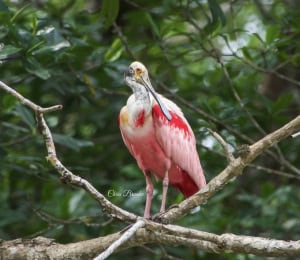 Roseate Spoonbill