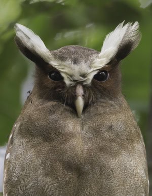 Like a Creature Out of a Storybook, a Crested Owl Peers Down from the Forest Canopy