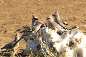 Red-faced Mousebirds