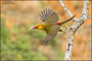 Saffron Toucanet (Pteroglossus Bailloni) 