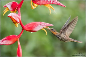 Saw-billed Hermit (Ramphodon Naevius)
