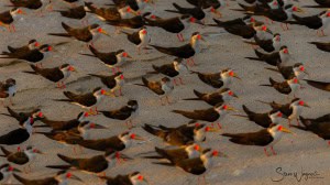 Skimmers