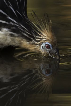 Taking Its Last Drink Before Day’s End, a Hoatzin (Opisthocomus Hoazin) on an Oxbow Lake