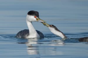 Western Grebe Feeding a Young Grebe