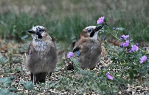 Mum with Youngster. Jays.