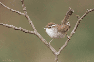 Bewick’s Wren