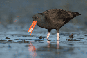 Black Oystercatcher