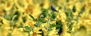 Indigo Bunting Amongst the Sunflowers 