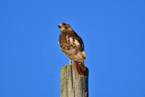 Red -tailed Hawk