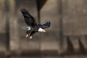 Conowingo Dam