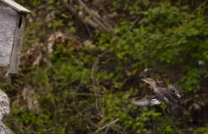 Female Hoody Heading Home