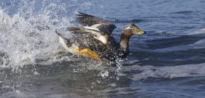 Fleeing the Orcas-flightless Steamer Duck
