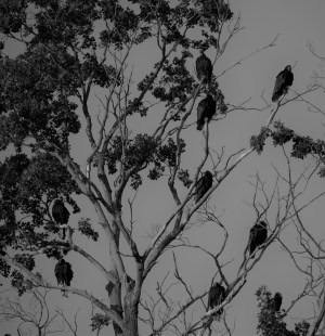 Nature\