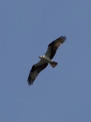 Osprey Overhead