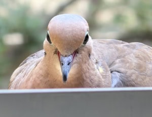 Mourning Dove in Morning Mode