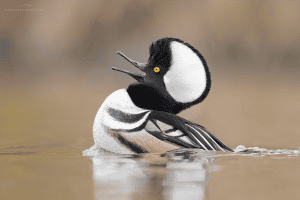 Hooded Merganser