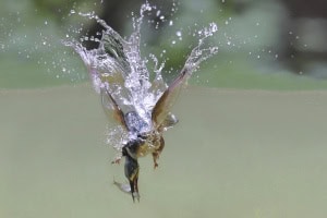 Diving Kingfisher