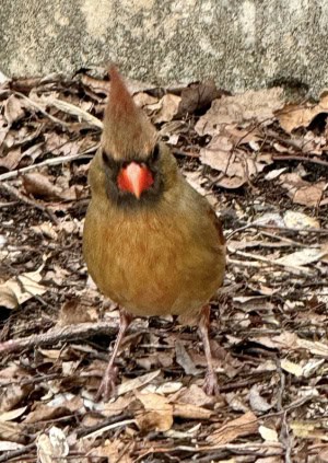 Angry Bird 