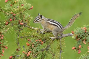Lesser Chipmunk