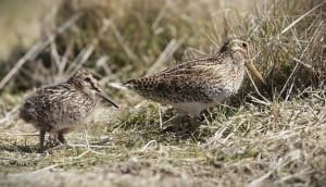 Magellanic Snipe Ad Young
