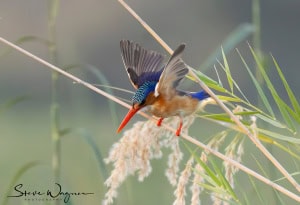 Malachite Kingfisher