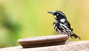 New Holland Honeyeater 