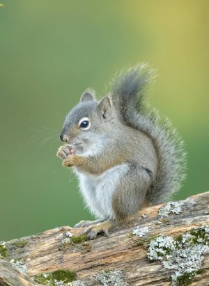 Pine Squirrel