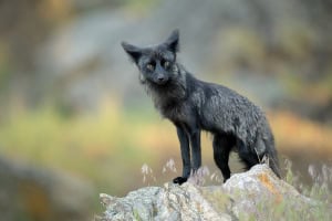 Silver Fox