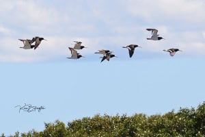 South Island Pied Oystercatchers in Flight