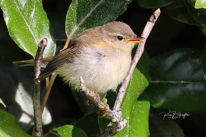 Juvenile Willow Warbler