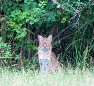 My Bobcat Buddy
