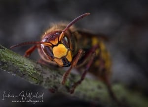 Hornet King 1