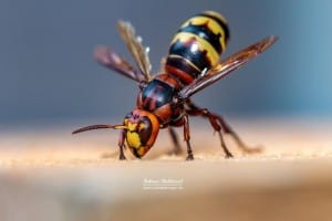 Hornet King 3