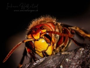 Hornet King 2