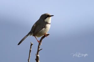 Bar-throated Apalis (Apalis Thoracica)