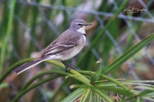 Cape Wagtail (Motacilla Capensis)