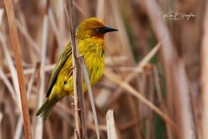 Cape Weaver (Ploceus Capensis)