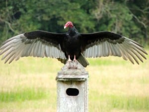 Dancing Turkey Vulture 