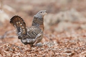 Female Capercaillie