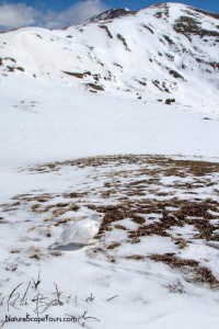White-tailed Ptarmigan in Winter Plumage