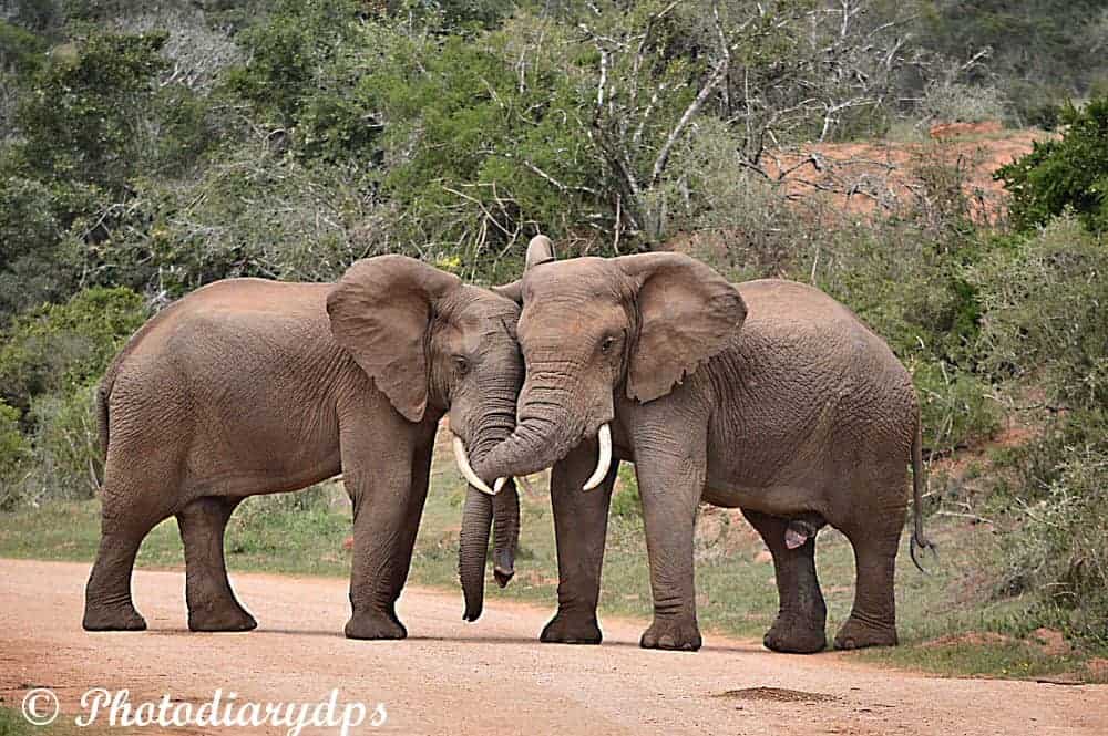 Elephants In Love Focusing On Wildlife