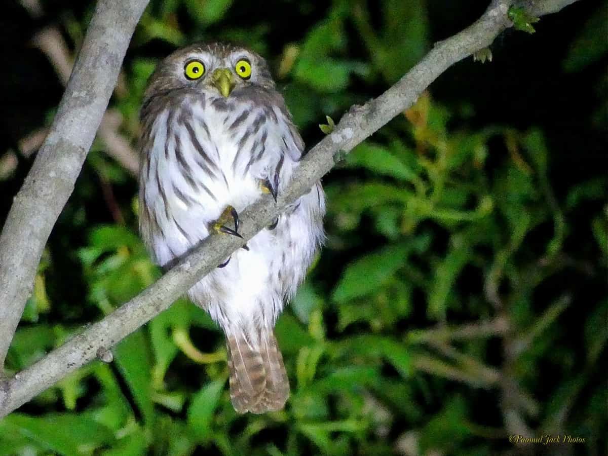 What Are You Doing Here, so Late at Night? Pygmy-Owl