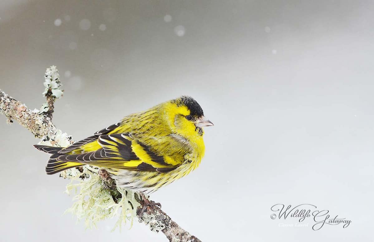 Happy NY with This Siskin!