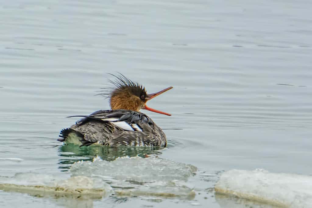 1st  Yr Male Red-breasted Merganser
