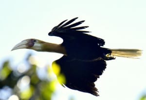 Blyths Hornbill Flying