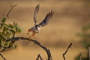 Eurasian Hobby Flies Off
