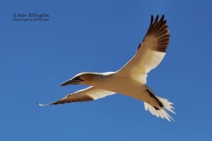 Northern Gannet in Flight